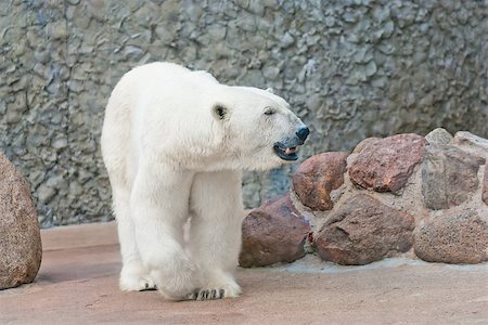 simsearch:400-04237135,k - Beautiful polar bear near the stone wall Photographie de stock - Aubaine LD & Abonnement, Code: 400-07576044
