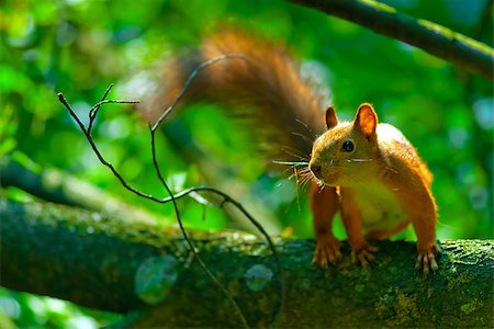 simsearch:400-07675760,k - mischievous red squirrel on a tree branch Stock Photo - Budget Royalty-Free & Subscription, Code: 400-07576042