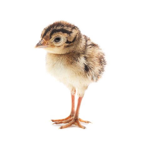 simsearch:400-04847950,k - Small funny chick pheasant, isolated on white background Photographie de stock - Aubaine LD & Abonnement, Code: 400-07576149