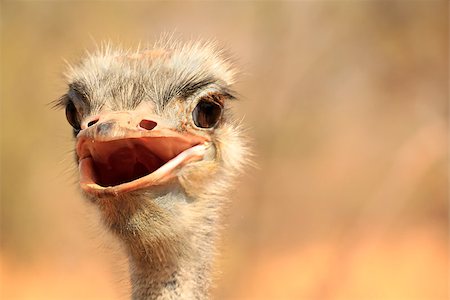 simsearch:400-04916917,k - Photo of funny ostrich Fotografie stock - Microstock e Abbonamento, Codice: 400-07576189