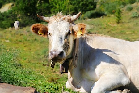 simsearch:400-04400961,k - Photo of white cow on meadow Stockbilder - Microstock & Abonnement, Bildnummer: 400-07576203