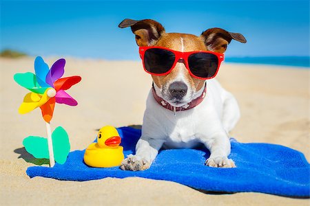 simsearch:400-07055937,k - dog plays with sunglasses at the beach on summer vacation holidays Foto de stock - Royalty-Free Super Valor e Assinatura, Número: 400-07576475