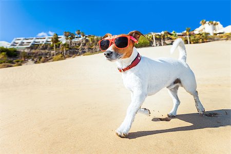 simsearch:400-05246924,k - dog with sunglasses running at the beach on summer vacation holidays Stock Photo - Budget Royalty-Free & Subscription, Code: 400-07576477
