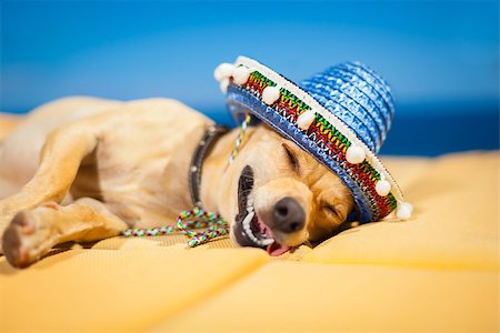 schwindlig - drunk chihuahua dog having a siesta with crazy and funny silly face Stockbilder - Microstock & Abonnement, Bildnummer: 400-07576470