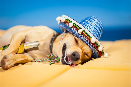 resaca - drunk chihuahua dog having a siesta with crazy and funny silly face Foto de stock - Super Valor sin royalties y Suscripción, Código: 400-07576471