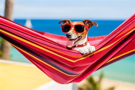 simsearch:400-08158292,k - dog relaxing on a fancy red  hammock with sunglasses Fotografie stock - Microstock e Abbonamento, Codice: 400-07576472