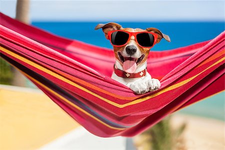 simsearch:400-07055937,k - dog relaxing on a fancy red  hammock with sunglasses Foto de stock - Royalty-Free Super Valor e Assinatura, Número: 400-07576473