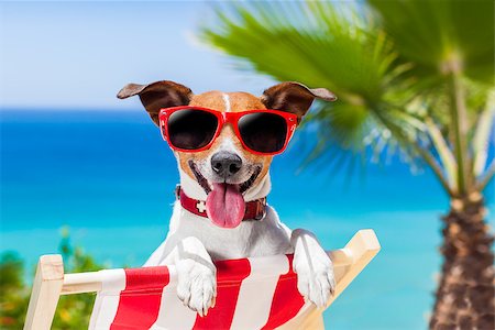 simsearch:400-08159708,k - dog relaxing on a fancy deck chair Foto de stock - Royalty-Free Super Valor e Assinatura, Número: 400-07576480