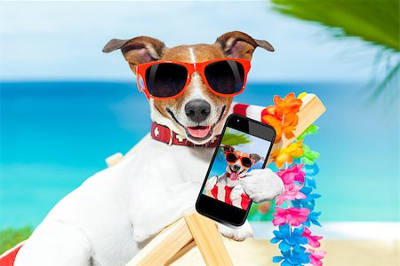 funny animals with mobile phone - dog taking a selfie in summer holidays Stock Photo - Budget Royalty-Free & Subscription, Code: 400-07576497