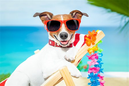 dog in heat - dog relaxing on a fancy red deckchair Stock Photo - Budget Royalty-Free & Subscription, Code: 400-07576500