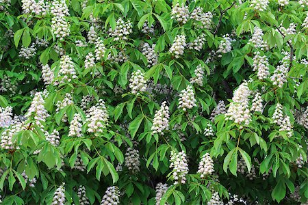 simsearch:400-07577622,k - Blossoming of chestnut-tree with green leaf and white flowers background. Close-up. Photographie de stock - Aubaine LD & Abonnement, Code: 400-07576546