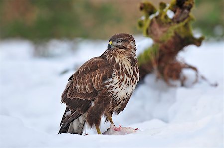 Photo of common buzzard in winter feeding Foto de stock - Super Valor sin royalties y Suscripción, Código: 400-07577510