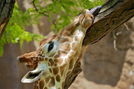 Giraffe licking a tree in search for food. Foto de stock - Royalty-Free Super Valor e Assinatura, Número: 400-07577711