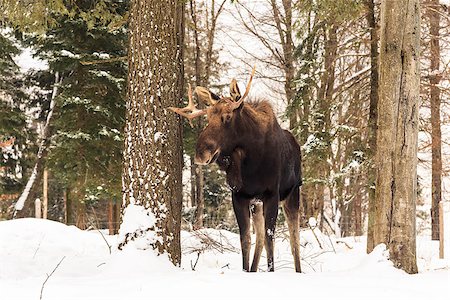 Moose in a winter scene Foto de stock - Royalty-Free Super Valor e Assinatura, Número: 400-07578312