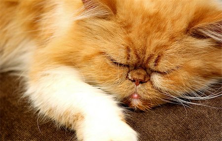 simsearch:400-05682513,k - Portrait of a beautiful orange Persian cat Stock Photo - Budget Royalty-Free & Subscription, Code: 400-07578480