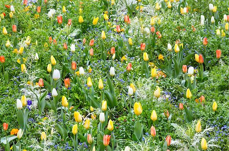 simsearch:400-04416181,k - Beautiful varicolored tulips  in the spring time. Nature many-coloured background. Fotografie stock - Microstock e Abbonamento, Codice: 400-07578639