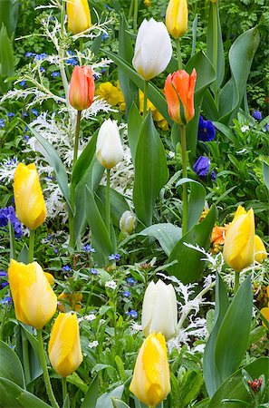 simsearch:400-06633565,k - Beautiful varicolored tulips  in the spring time. Nature many-colored background. Fotografie stock - Microstock e Abbonamento, Codice: 400-07578640