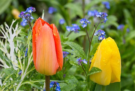simsearch:400-06633565,k - Beautiful red and yellow tulips  (close-up). Nature many-coloured background. Fotografie stock - Microstock e Abbonamento, Codice: 400-07578641