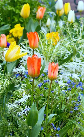 simsearch:400-04416181,k - Beautiful varicolored tulips  in the spring time. Nature many-coloured background. Fotografie stock - Microstock e Abbonamento, Codice: 400-07578642