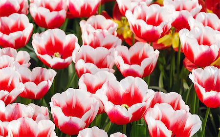 simsearch:400-06633565,k - Beautiful red-white tulips  close-up (nature spring background). Fotografie stock - Microstock e Abbonamento, Codice: 400-07578643