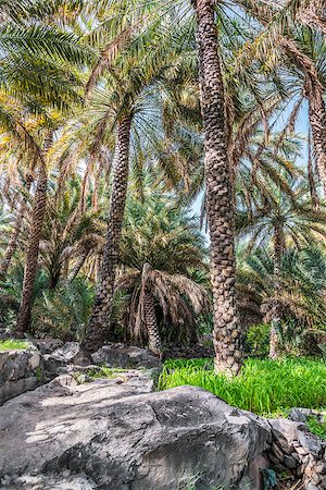 simsearch:400-07837352,k - Image of palm garden Misfah al abreyeen in Oman Stock Photo - Budget Royalty-Free & Subscription, Code: 400-07578697