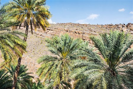 simsearch:400-07557664,k - Image Palms Misfah al abreyeen in Oman Stock Photo - Budget Royalty-Free & Subscription, Code: 400-07578698