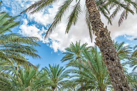 Image of palms and blue sky in oasis Al Haway in Oman Stock Photo - Budget Royalty-Free & Subscription, Code: 400-07578699