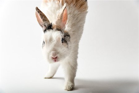 simsearch:400-06866996,k - Image of a rabbit on white background Foto de stock - Super Valor sin royalties y Suscripción, Código: 400-07578711