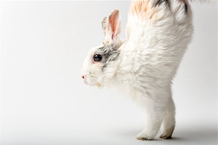 simsearch:400-06866996,k - Image of a rabbit on white background Foto de stock - Super Valor sin royalties y Suscripción, Código: 400-07578712