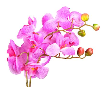 Single artificial branch flowers of pink orchid. Isolated on white background. Close-up. Studio photography. Stock Photo - Budget Royalty-Free & Subscription, Code: 400-07578750