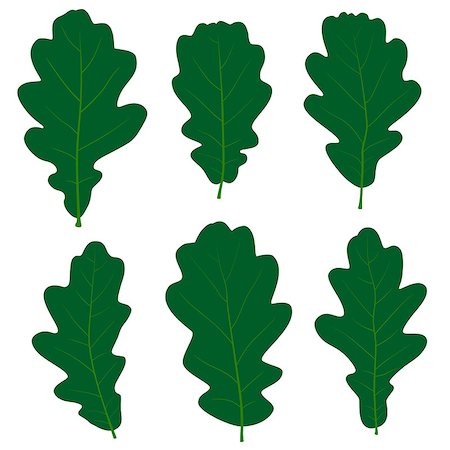 Set of vector green oak leaves on the white background for your design Stock Photo - Budget Royalty-Free & Subscription, Code: 400-07578814