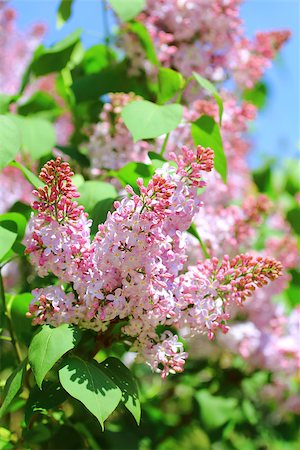 simsearch:400-07577622,k - Blossoming branch of pink lilac on of-focus summer background. Close-up. Photographie de stock - Aubaine LD & Abonnement, Code: 400-07579089