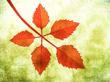 simsearch:400-04228440,k - Branch of bright red autumn leaves on grunge background. Foto de stock - Super Valor sin royalties y Suscripción, Código: 400-07579392