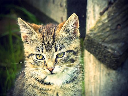 funny people on a roof - Vintage photo of cute little tabby cat. Foto de stock - Super Valor sin royalties y Suscripción, Código: 400-07579474