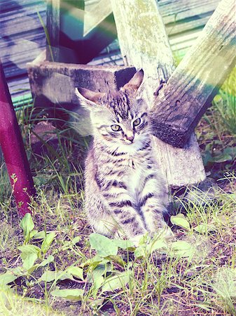 funny people on a roof - Vintage photo of cute little tabby cat. Foto de stock - Super Valor sin royalties y Suscripción, Código: 400-07579476
