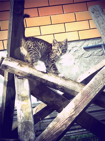 funny people on a roof - Vintage photo of cute little tabby cat. Foto de stock - Super Valor sin royalties y Suscripción, Código: 400-07579473