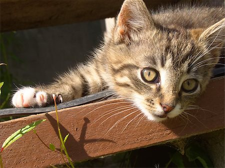 Pretty striped kitten relaxing on wooden stairs. Stock Photo - Budget Royalty-Free & Subscription, Code: 400-07579485