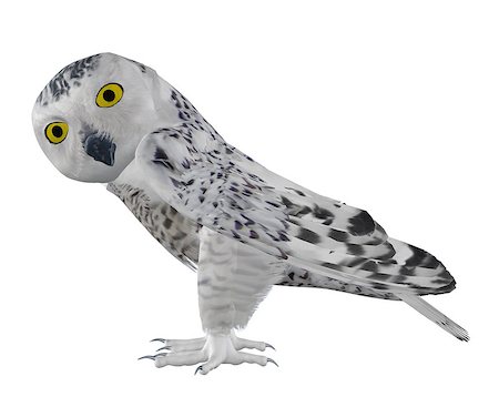 simsearch:400-04793730,k - Digitally rendered image of snowy owl on white background. Foto de stock - Royalty-Free Super Valor e Assinatura, Número: 400-07579480