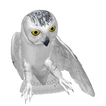 simsearch:400-04793730,k - Digitally rendered image of snowy owl on white background. Foto de stock - Royalty-Free Super Valor e Assinatura, Número: 400-07579481