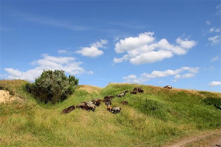 flock of sheep grazing in the meadow Stockbilder - Microstock & Abonnement, Bildnummer: 400-07579684