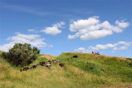 flock of sheep grazing in the meadow Stockbilder - Microstock & Abonnement, Bildnummer: 400-07579685