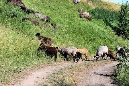 flock of sheep grazing in the meadow Stockbilder - Microstock & Abonnement, Bildnummer: 400-07579682