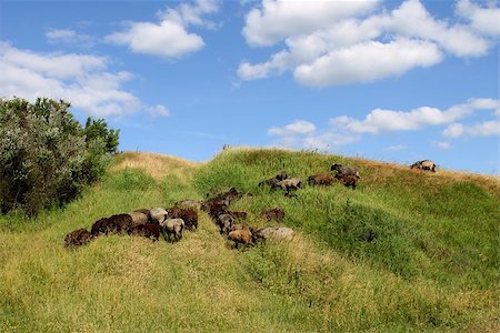 flock of sheep grazing in the meadow Stockbilder - Microstock & Abonnement, Bildnummer: 400-07579683