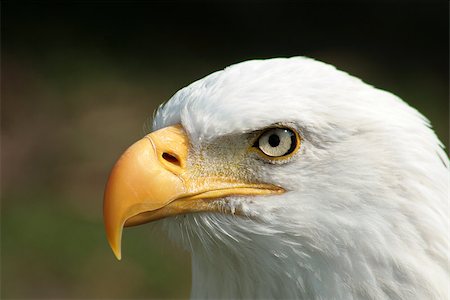 A male American Bald Eagle at an outdoor bird sanctuary near Otavalo, Ecuador Stock Photo - Budget Royalty-Free & Subscription, Code: 400-07579818