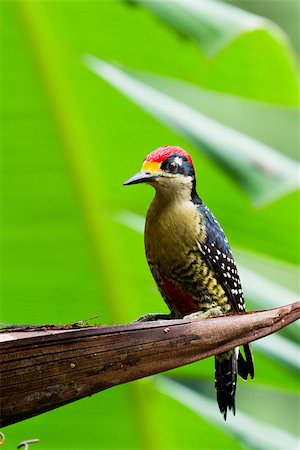 pivert - closeup of a black - cheeked woodpecker in the rainforest of Belize Photographie de stock - Aubaine LD & Abonnement, Code: 400-07570076