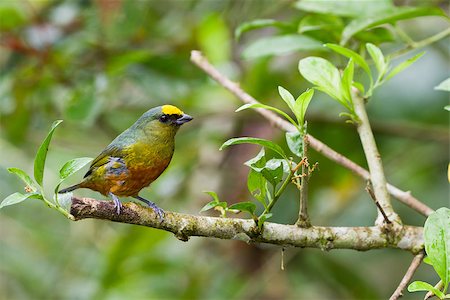 finch - beautiful olive backed Euphonia perched in the jungle of Belize Foto de stock - Super Valor sin royalties y Suscripción, Código: 400-07570070