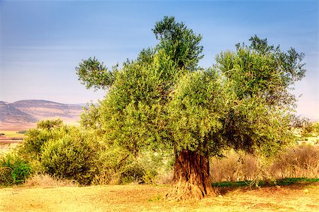 Old olive tree in the Beit Netofa Valley in Central Galilee in Israel Photographie de stock - Aubaine LD & Abonnement, Code: 400-07570141