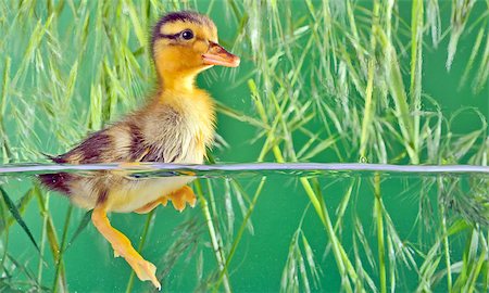simsearch:400-04277047,k - seven days old duckling swimming in aquarium Stock Photo - Budget Royalty-Free & Subscription, Code: 400-07570284