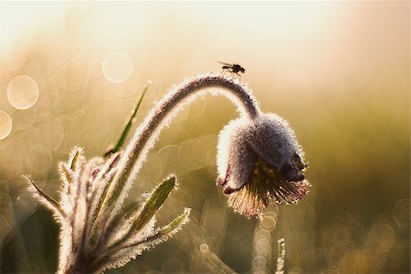 simsearch:400-07169438,k - Protected flower at sunrise Stock Photo - Budget Royalty-Free & Subscription, Code: 400-07570303