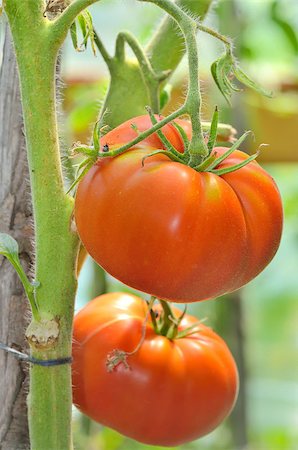 simsearch:859-03040238,k - Details of Ripe garden tomatoes Foto de stock - Super Valor sin royalties y Suscripción, Código: 400-07570456